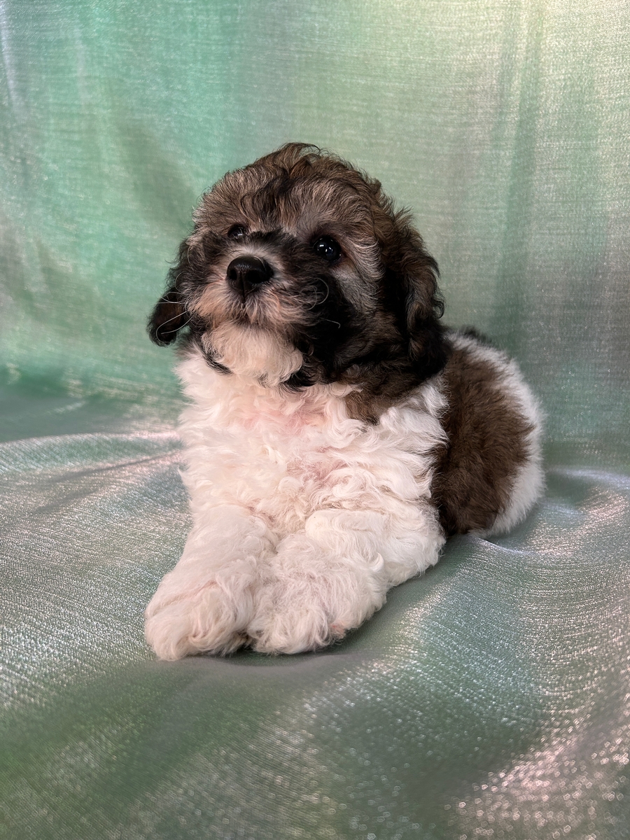 Female F1b Schnoodle Puppy for Sale DOB 7-15-2024 $750